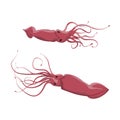 Inhabitants of cold seas and oceans. Giant red arctic squid. Wild animals. Vector illustration Royalty Free Stock Photo